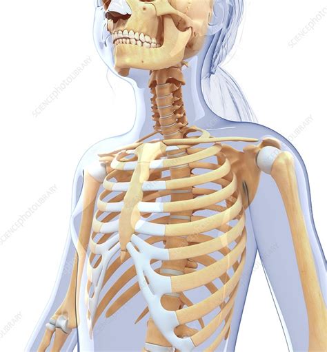 Human Ribcage Artwork Stock Image F Science Photo Library