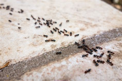 Signs Of Ant Infestation And How To Remove Them