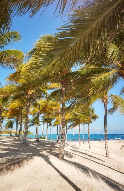 Coconut Palm Trees At A Beautiful Caribbean Beach On A Sunny Day