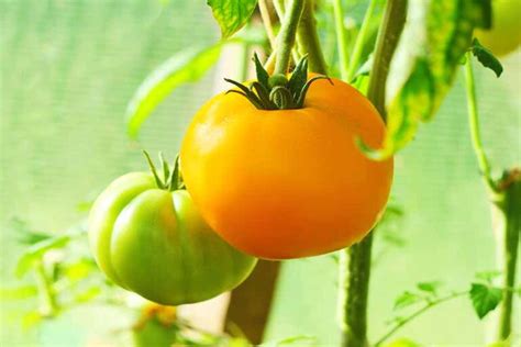 Tomato Plant Growing Guides Tips And Information Gardener S Path