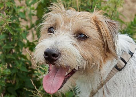 Parson Jack Russel Dog Terrier - Free photo on Pixabay - Pixabay