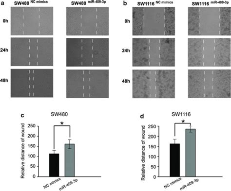 R 409 3p Inhibits Scratch Wound Healing Ability Of Crc Cells A Download Scientific Diagram