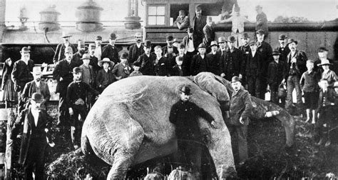 Jumbo the Elephant: The Life and Afterlife of the Largest Animal in the World