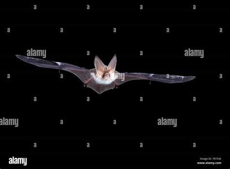 brown long-eared bat, common long-eared bat (Plecotus auritus), flying ...