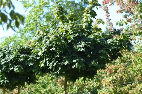 Acer Platanoides Globosum Guillot Bourne