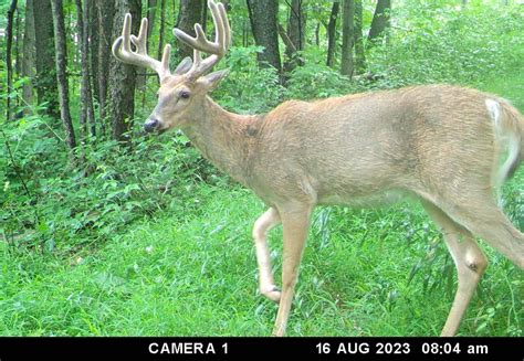 Why Does This Deer Expert Think Pennsylvania Hunters Are In For Banner Seasons