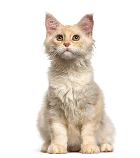 Premium Photo Maine Coon Cat 6 Months Old Sitting Against White