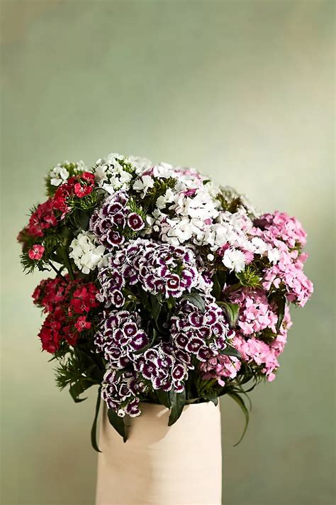 Fresh Cut Gypsy Dianthus Bunch Terrain