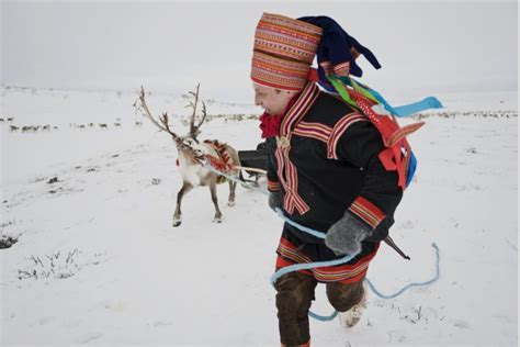 Saami Reindeer