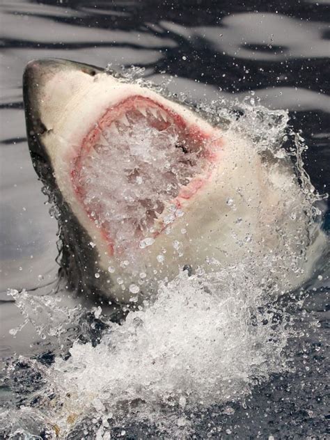 Dead Great White Shark Washes Ashore In The Latest Shark Sighting This