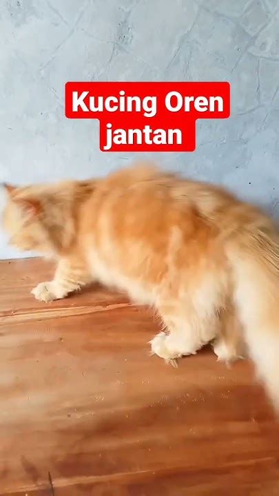 Kucing Oren Jantan Youtube