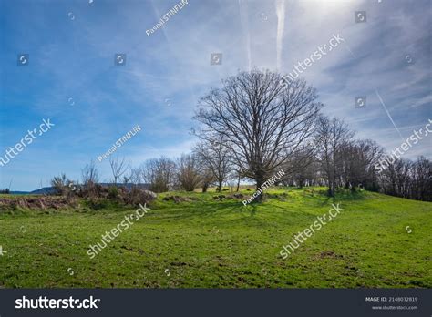 Naked Tree Photographed Backlight Altitude Field Stock Photo Shutterstock