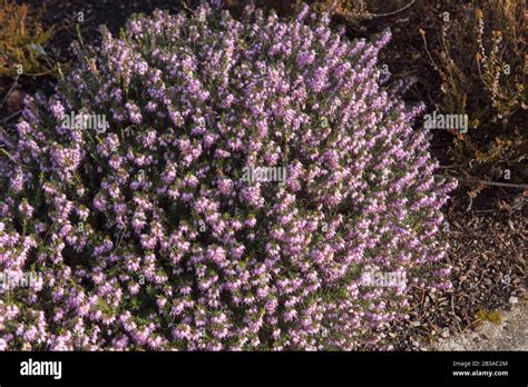 Darley Dale Hi Res Stock Photography And Images Alamy