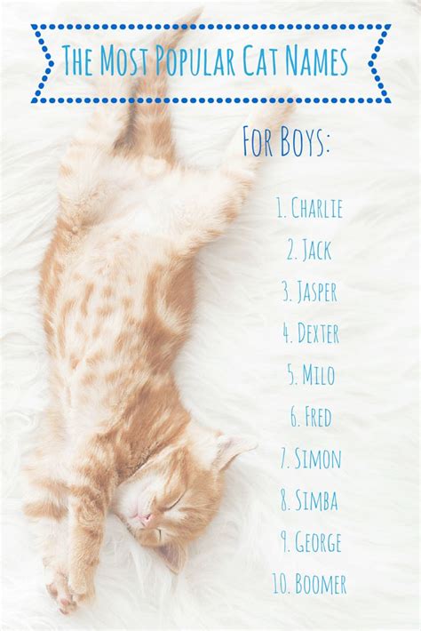 popular cat names  america cat names boy cat names