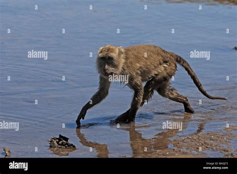 Long Tailed Macaque Crab Eating Macaque Macaca Fascicularis Macaca