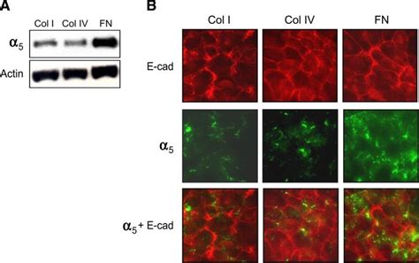 5 Integrin Expression In Tubular Epithelial Cells A Immunoblot For Download Scientific