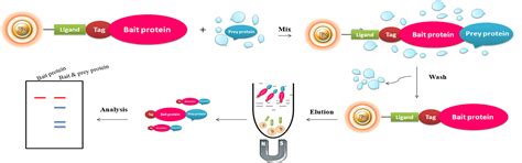 Explore the World of Proteomics with Pull-Down Assay!