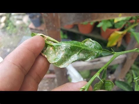 Plagas Del Naranjo Guía Completa Para Identificar Y Controlar Insectos