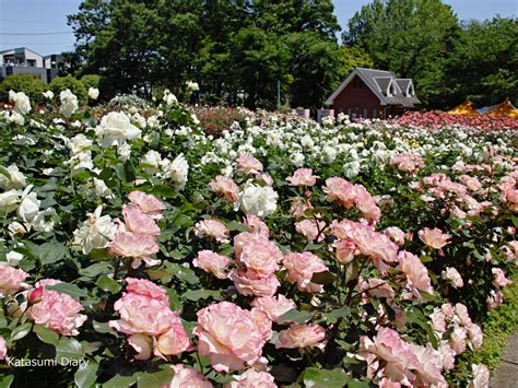 【花だより】2024年5月10日現在 春バラの開花状況 与野公園「ばらまつり」 アクセスと駐車場 埼玉県さいたま市 カタスミ日記