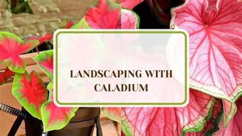 Landscaping With Caladium Ways Of Adding Vibrancy Plant America