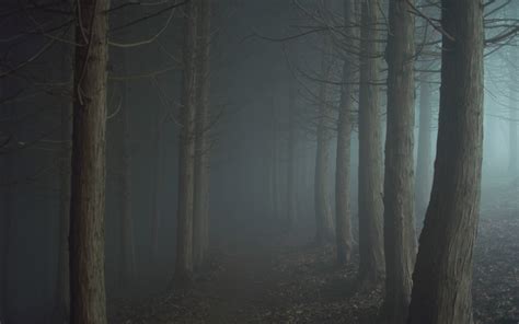 Gray bare trees, night, mist, forest, trees HD wallpaper | Wallpaper Flare