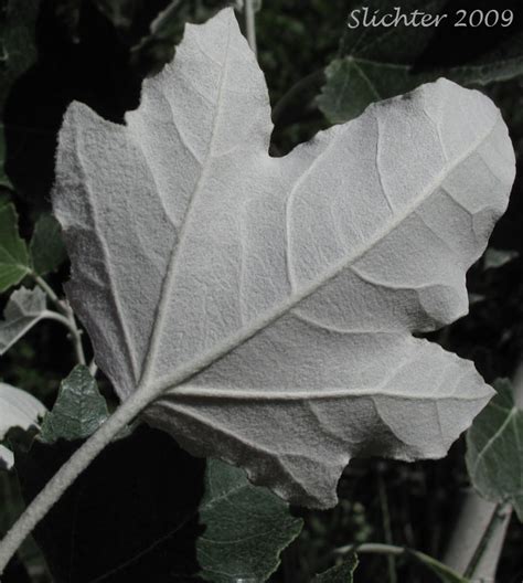 White Poplar Populus Alba Synonyms Populus Alba Var Bolleana