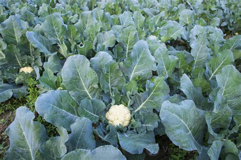 Fresh Cauliflower The Raw Vegetable Grows In Organic Soil In The Garden