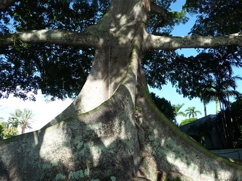 Giant Kapok Tree Palm Beach 2020 All You Need To Know Before You Go