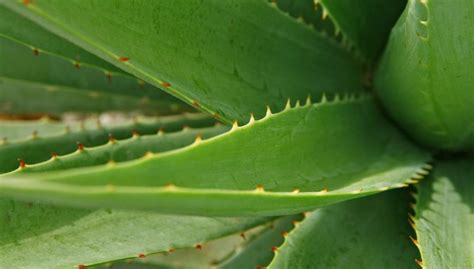 Cómo recuperar un aloe vera que se está muriendo solo así podrás