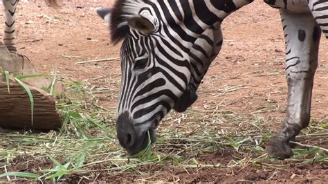 Zebra Eating Grass 1275428 Stock Video at Vecteezy