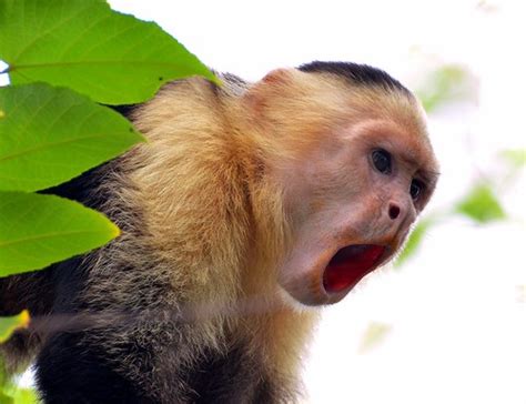 White Faced Capuchin Calling Manuel Antonio National Pa Flickr