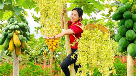 Harvesting Male Papaya Flower Graden Goes To The Market To Sell