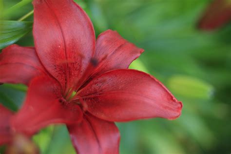 Red Lily Flower Free Stock Photo Public Domain Pictures