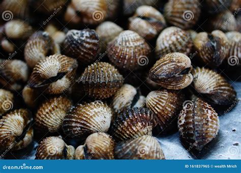 Marine Bivalve Molluscs