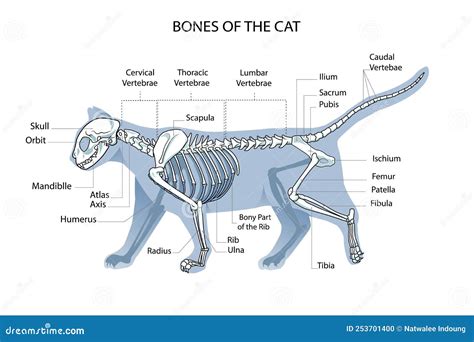 Ribs X Ray Osteology Of The Human Skeleton Thorax Bones And Rib Or