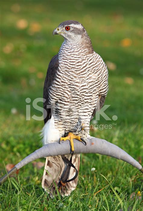 Northern Goshawk Stock Photo | Royalty-Free | FreeImages