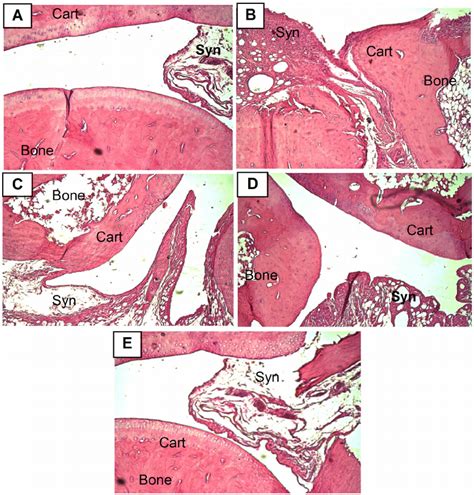 Photomicrographs Of Hind Paw Sections Stained By H E A Paw