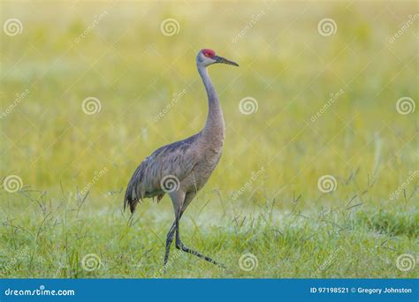 Sandhill Crane Walks In Grass Stock Image Image Of Walk Grass 97198521