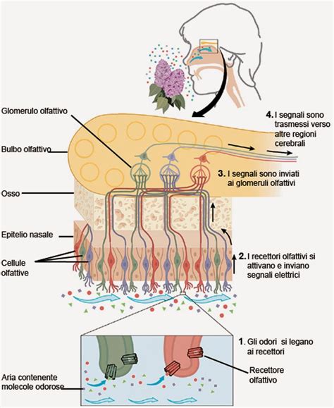 Moliseb Wine Food Blog Le Origini Dell Analisi Sensoriale