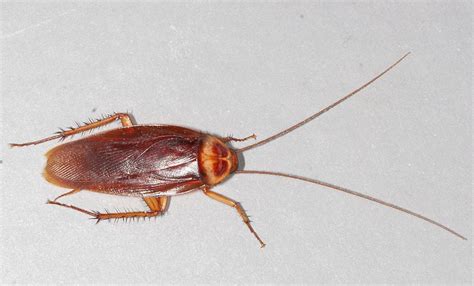 Bugs That Look Like Cockroaches But Arent With Pictures