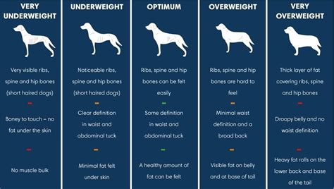 Is My Dog a Healthy Weight? | Paleo Ridge