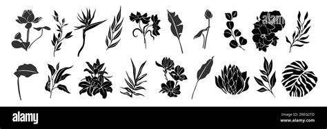 Black Silhouettes Of Tropical Leaves Flowers Set Stock Vector Image