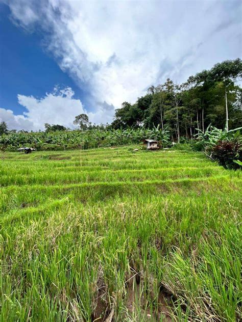 Dijual Murah Tanah Dan Sawah Tanah