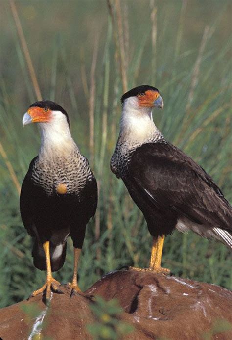 Crested Caracara Caracara Cheriway Aka Mexican Eagle Birds Of Prey Mexican Eagle Beautiful