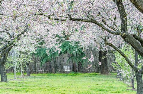 Premium Photo Almond Trees In Bloom In Spring