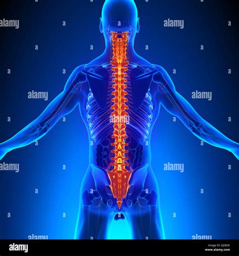 Posición de la columna vertebral fotografías e imágenes de alta