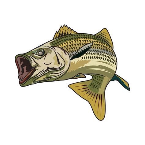 Striped Bass Fishing Illustration Logo Image T Shirt 44312725 Vector