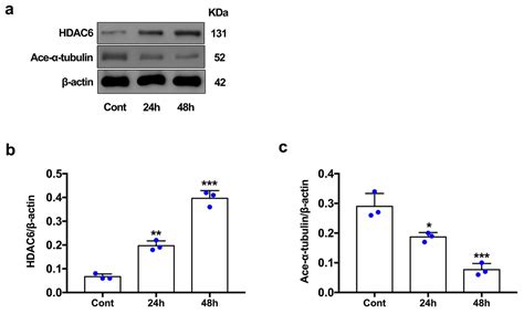 Selective Hdac Inhibitor Tuba Offers Neuroprotection After