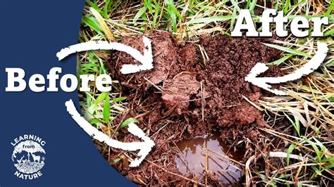 How To Fix Waterlogged Soil YouTube