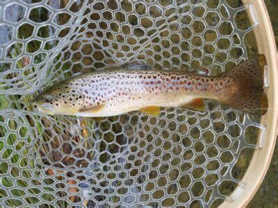 Statewide Opening Day Of Trout Season Experience Columbia